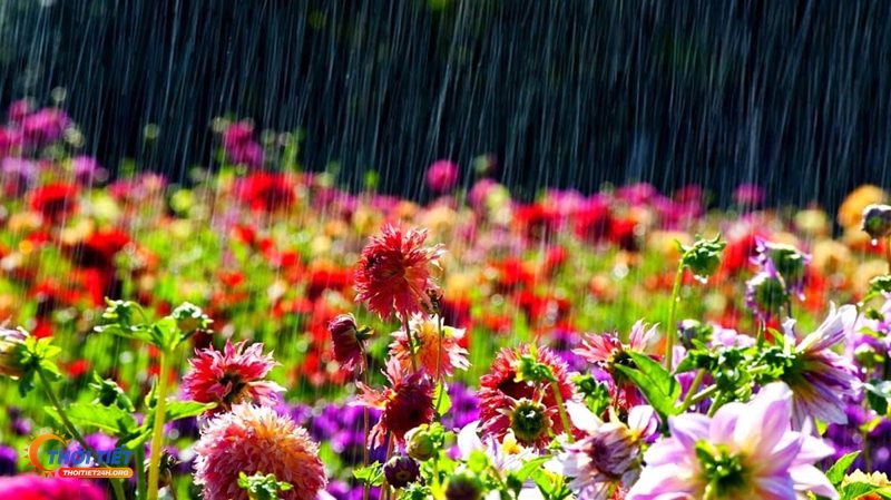Thời tiết Nam Định - Với nông nghiệp và nuôi trồng ven biển Thời tiết Nam Định - Với nông nghiệp và nuôi trồng ven biển